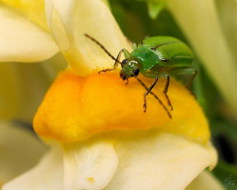 Ogni anno il carassio settentrionale (foto) e quello occidentale causano enormi perdite ai coltivatori di mais negli Stati Uniti. Foto: Eric Begin Attribution-NonCommercial-NoDerivs 2.0 Generic CC BY-NC-ND 2.0 Deed