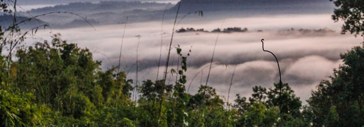Nelle regioni dell’Asia sudorientale l'agroforestazione ha portato in media a una riduzione del disboscamento in una misura del 1,08%. Foto: pxhere Creative Commons CC0