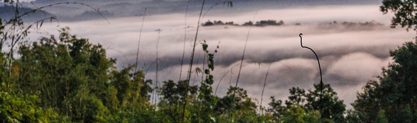 Nelle regioni dell’Asia sudorientale l'agroforestazione ha portato in media a una riduzione del disboscamento in una misura del 1,08%. Foto: pxhere Creative Commons CC0