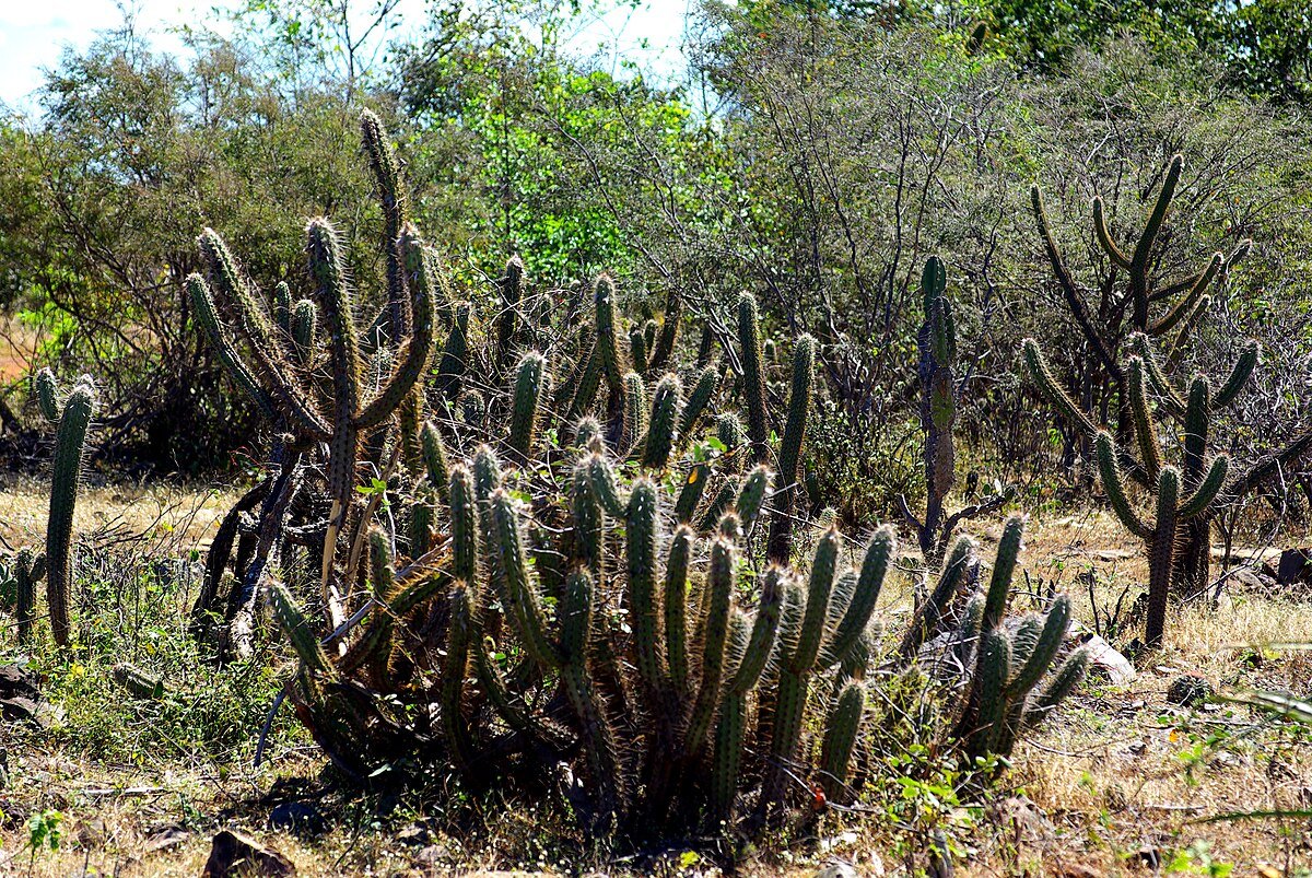 Nell’area del Caatinga, in Brasile, a tre anni dall'eliminazione del pascolo non si notano miglioramenti significativi per il suolo. Foto: Otávio Nogueira Attribution 2.0 Generic CC BY 2.0 Deed