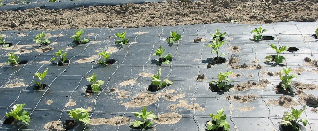 An experiment in Wales revealed how bioplastic mulches do not negatively impact soil organic matter content and have minimal effects on the bacterial community. Photo: F. Kesselring, FKuR Willich Attribution-ShareAlike 3.0 Germany CC BY-SA 3.0 DE Deed