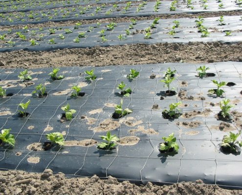 Un esperimento in Galles ha rivelato come i teli pacciamanti in bioplastica non impattino negativamente sul contenuto di materia organica del suolo e abbiano effetti minimi sulla comunità batterica. Foto: F. Kesselring, FKuR Willich Attribution-ShareAlike 3.0 Germany CC BY-SA 3.0 DE Deed