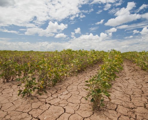 Dal 1981 al 2021, negli USA, le ondate di sete sono diventate più intense del 17% e più frequenti del 23%. Foto: USDA photo by Bob Nichols. Attribuzione 2.0 Generico CC BY 2.0 Deed