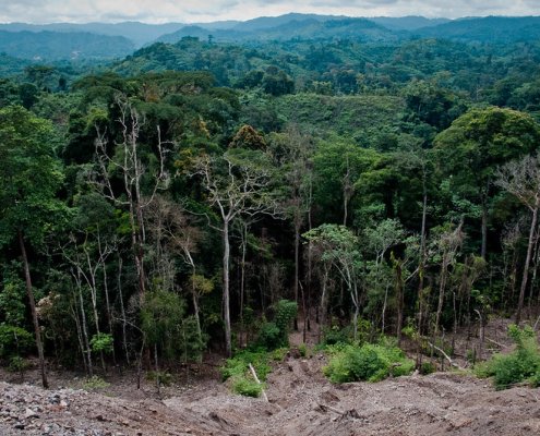 Forest integrity is increasingly threatened by natural events exacerbated by climate change in addition to anthropogenic pressures. Photo: Bobulix Flickr Attribution - Noncommercial - No Derivative Works 2.0 Generic CC BY-NC-ND 2.0 Deed