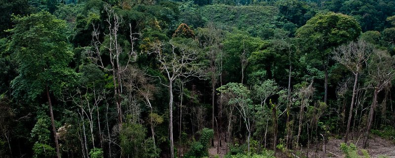 Forest integrity is increasingly threatened by natural events exacerbated by climate change in addition to anthropogenic pressures. Photo: Bobulix Flickr Attribution - Noncommercial - No Derivative Works 2.0 Generic CC BY-NC-ND 2.0 Deed