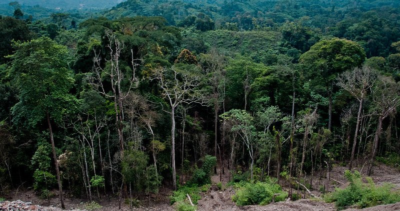 Forest integrity is increasingly threatened by natural events exacerbated by climate change in addition to anthropogenic pressures. Photo: Bobulix Flickr Attribution - Noncommercial - No Derivative Works 2.0 Generic CC BY-NC-ND 2.0 Deed