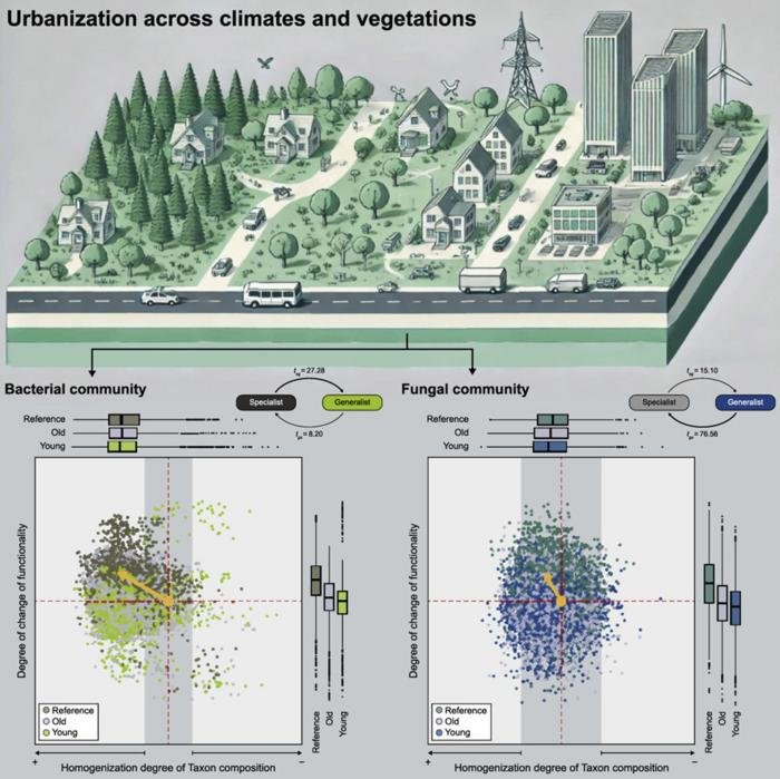 Impatto dell'urbanizzazione sulle comunità microbiche del suolo in diversi climi e tipi di vegetazione. La sezione superiore mostra un gradiente tra foreste naturali e paesaggi urbani. La sezione inferiore presenta i dati sulle risposte delle comunità batteriche (a sinistra) e fungine (a destra), rivelando che l'urbanizzazione porta a un'omogeneizzazione batterica con una dominanza di generalisti, mentre i funghi rimangono più specializzati e resistenti al cambiamento. Fonte: Environmental Science and Ecotechnology https://www.eurekalert.org/multimedia/1067082, marzo 2025 Licenza CC BY