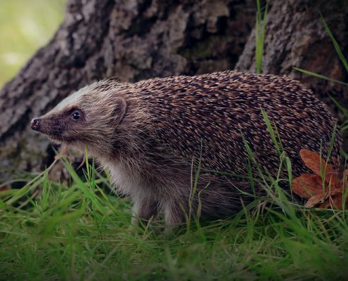 Essendo particolarmente esposti agli agenti inquinanti, i ricci forniscono un'impronta ambientale dell'ecosistema di un'area. Foto: Charlie Marshall Attribuzione 2.0 Generico CC BY 2.0 Deed