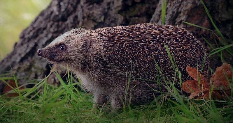 Essendo particolarmente esposti agli agenti inquinanti, i ricci forniscono un'impronta ambientale dell'ecosistema di un'area. Foto: Charlie Marshall Attribuzione 2.0 Generico CC BY 2.0 Deed