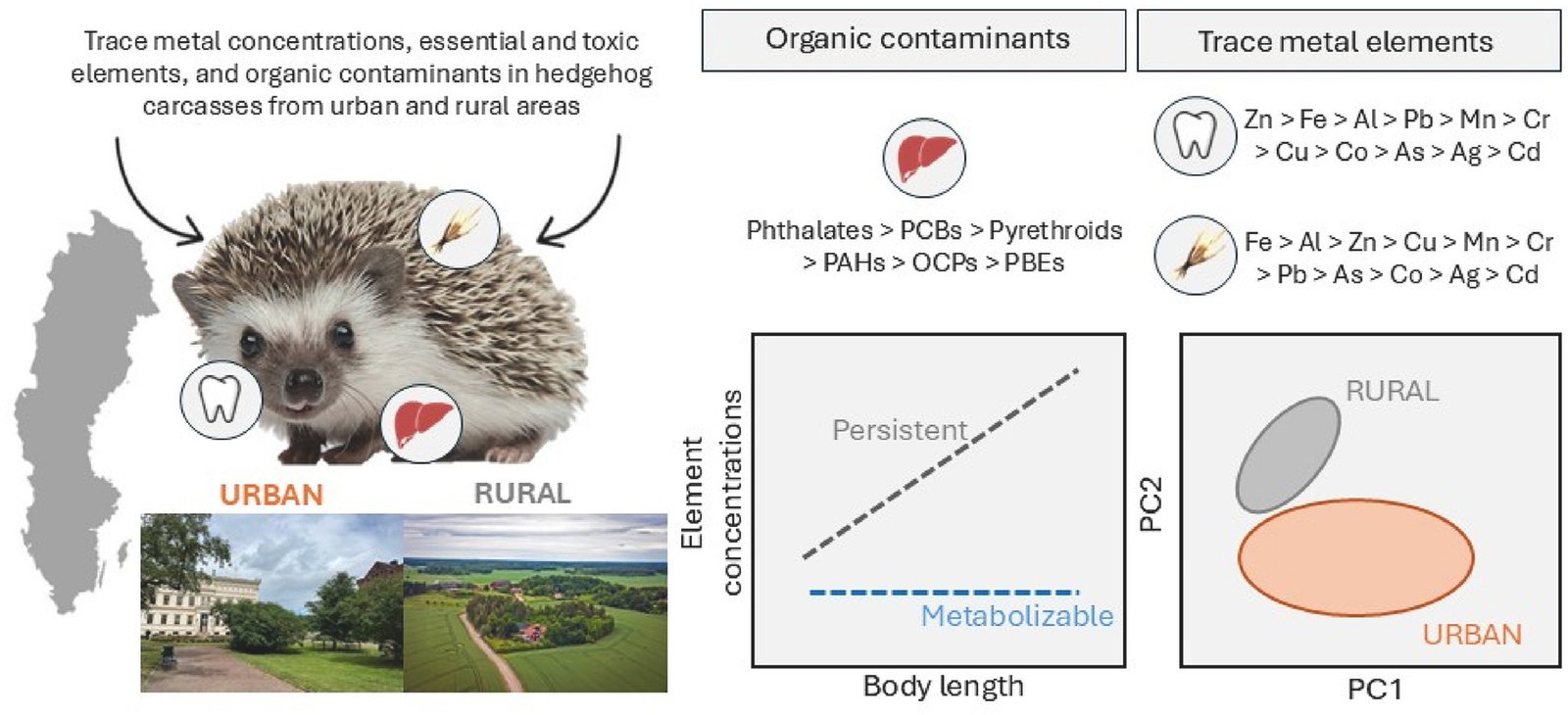 I resti raccolti nel 2021 e 2022 sono stati utilizzati per caratterizzare il livello, la distribuzione tissutale e la composizione delle sostanze nei campioni. Immagine: Noëlie Molbert, Fabrice Alliot, Aurélie Goutte, Maria C. Hansson, “The dead can talk: Investigating trace element and organic pollutant exposure in mammalian roadkill under contrasting habitats”, Environmental Pollution, Volume 367, 2025, 125648, ISSN 0269-7491, https://doi.org/10.1016/j.envpol.2025.125648 Attribution 4.0 International CC BY 4.0 Deed
