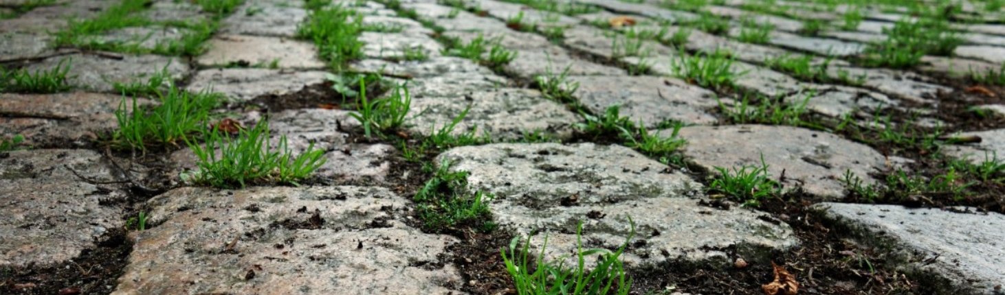 Among microbes in urban spaces, there is increasing similarity among bacteria, while fungi are more resistant to homogenization. Photo: pxhere CC0 Public domain Free for personal and commercial use No attribution required