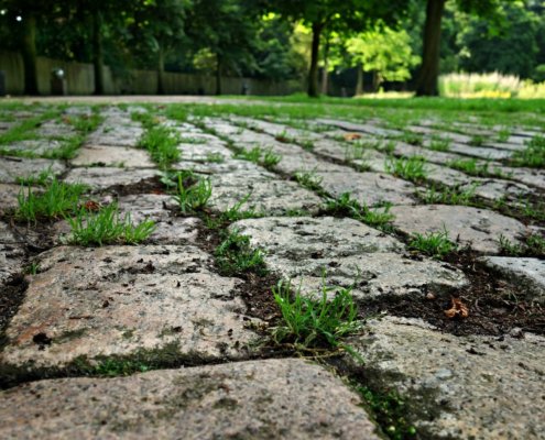 Among microbes in urban spaces, there is increasing similarity among bacteria, while fungi are more resistant to homogenization. Photo: pxhere CC0 Public domain Free for personal and commercial use No attribution required