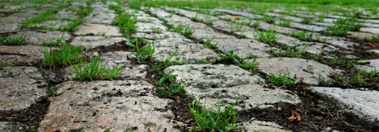 Tra i microbi degli spazi urbani si registra una crescente somiglianza tra i batteri, mentre i funghi resistono maggiormente all’omogeneizzazione. Foto: pxhere CC0 Dominio pubblico Gratuito per uso personale e commerciale Nessuna attribuzione richiesta