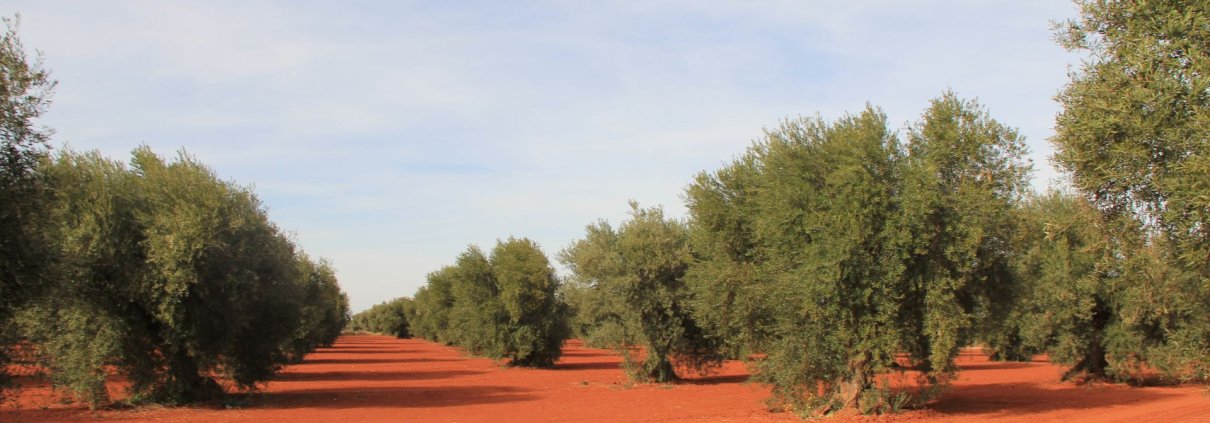 Uno degli obiettivi del Piano sviluppato in Andalusia è spostare il settore olivicolo dalla produzione lineare a quella circolare, sfruttando il potenziale della bioeconomia di dare valore alla trasformazione degli scarti di lavorazione. Artemi Cerdà (distributed via imaggeo.egu.eu -CC BY-NC-SA 3.0).