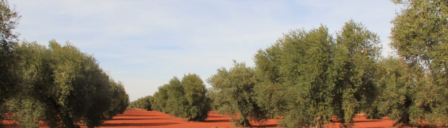 Uno degli obiettivi del Piano sviluppato in Andalusia è spostare il settore olivicolo dalla produzione lineare a quella circolare, sfruttando il potenziale della bioeconomia di dare valore alla trasformazione degli scarti di lavorazione. Artemi Cerdà (distributed via imaggeo.egu.eu -CC BY-NC-SA 3.0).