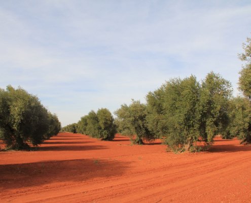 Uno degli obiettivi del Piano sviluppato in Andalusia è spostare il settore olivicolo dalla produzione lineare a quella circolare, sfruttando il potenziale della bioeconomia di dare valore alla trasformazione degli scarti di lavorazione. Artemi Cerdà (distributed via imaggeo.egu.eu -CC BY-NC-SA 3.0).