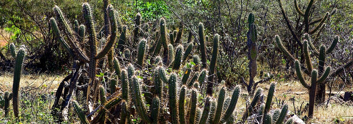 In the Caatinga area of Brazil, three years after the elimination of grazing, there are no significant improvements for the soil. Photo: Otávio Nogueira Attribution 2.0 Generic CC BY 2.0 Deed