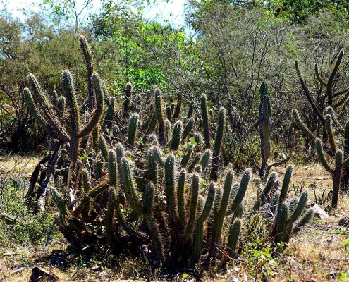 In the Caatinga area of Brazil, three years after the elimination of grazing, there are no significant improvements for the soil. Photo: Otávio Nogueira Attribution 2.0 Generic CC BY 2.0 Deed