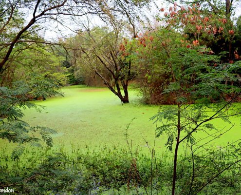 Biodiversity alert: surrounding human pressure prevents many potentially present species from settling in suitable environments. Photo: P. L. Tandon Attribution - Noncommercial - Share alike 2.0 Generic CC BY-NC-SA 2.0 Deed