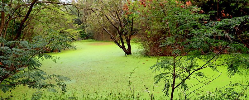 Biodiversity alert: surrounding human pressure prevents many potentially present species from settling in suitable environments. Photo: P. L. Tandon Attribution - Noncommercial - Share alike 2.0 Generic CC BY-NC-SA 2.0 Deed