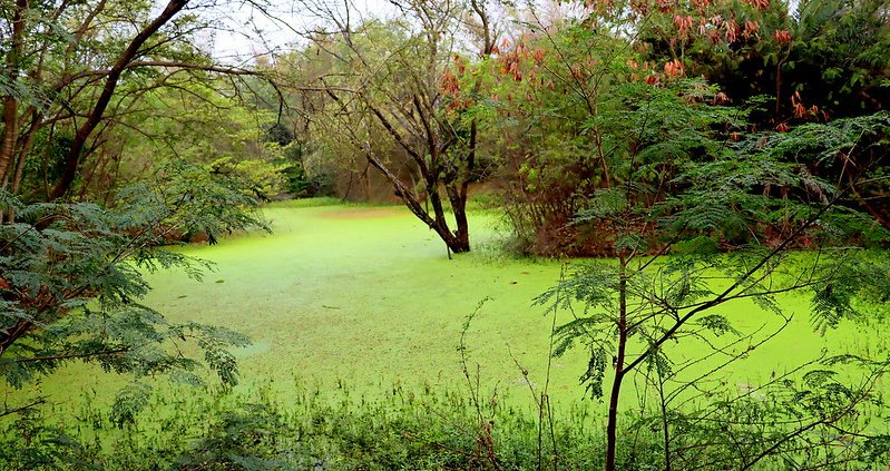 Biodiversity alert: surrounding human pressure prevents many potentially present species from settling in suitable environments. Photo: P. L. Tandon Attribution - Noncommercial - Share alike 2.0 Generic CC BY-NC-SA 2.0 Deed