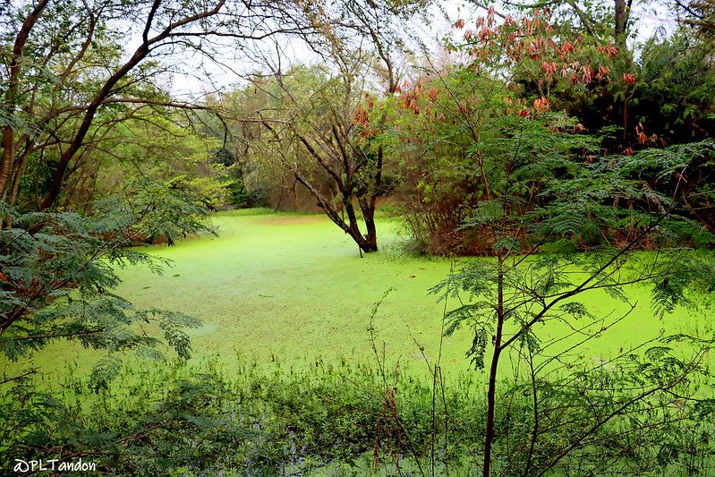 Allarme biodiversità: la pressione umana circostante impedisce a molte specie potenzialmente presenti di insediarsi in ambienti idonei. Foto: P. L. Tandon Attribuzione - Non commerciale - Condividi allo stesso modo 2.0 Generico CC BY-NC-SA 2.0 Deed