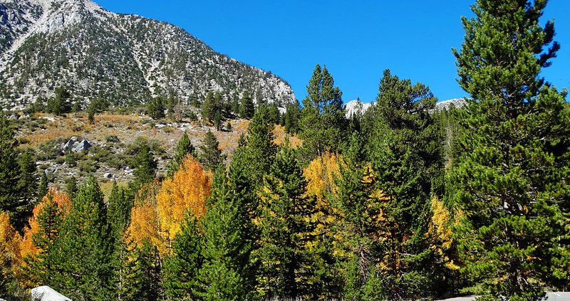 Nelle foreste della Sierra Nevada statunitense (foto) la combinazione di raccolta del legname morto e diradamento riduce significativamente i rischi di incendi gravi abbassando le emissioni di carbonio. Foto: Don Graham Attribuzione - Condividi allo stesso modo 2.0 Generico CC BY-SA 2.0 Deed