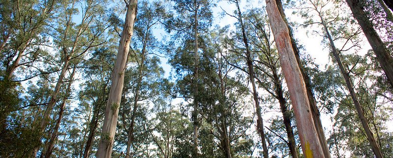 Nelle foreste dello Stato del Victoria cresce il frassino di montagna, la pianta da fiore più alta del mondo, che può raggiungere quasi i 100 metri di altezza. Foto: Rexness Attribuzione - Condividi allo stesso modo 2.0 Generico CC BY-SA 2.0 Deed