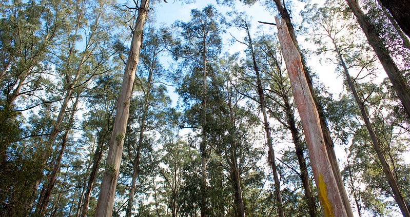 Nelle foreste dello Stato del Victoria cresce il frassino di montagna, la pianta da fiore più alta del mondo, che può raggiungere quasi i 100 metri di altezza. Foto: Rexness Attribuzione - Condividi allo stesso modo 2.0 Generico CC BY-SA 2.0 Deed