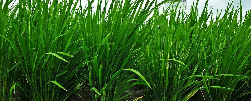 Using transcriptomics, researchers have found that the responses of roots to soil stress are both genetic and physical. Photo: IRRI Photos Attribution - Noncommercial - Share alike 2.0 Generic CC BY-NC-SA 2.0 Deed