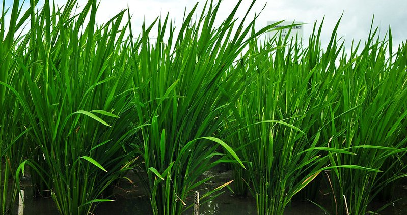 Using transcriptomics, researchers have found that the responses of roots to soil stress are both genetic and physical. Photo: IRRI Photos Attribution - Noncommercial - Share alike 2.0 Generic CC BY-NC-SA 2.0 Deed