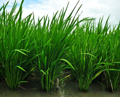 Grazie alla trascrittomica, i ricercatori hanno scoperto che le risposte delle radici allo stress del suolo sono sia genetiche sia fisiche. Foto: IRRI Photos Attribuzione - Non commerciale - Condividi allo stesso modo 2.0 Generico CC BY-NC-SA 2.0 Deed