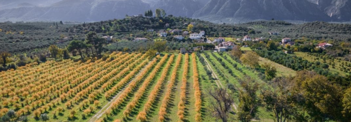 Una piantagione di mandorle coltivate secondo i metodi dell'agricoltura rigenerativa in Grecia. FOTO: EARA - European Alliance for Regenerative Agriculture