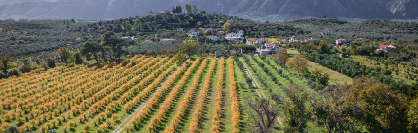 Una piantagione di mandorle coltivate secondo i metodi dell'agricoltura rigenerativa in Grecia. FOTO: EARA - European Alliance for Regenerative Agriculture