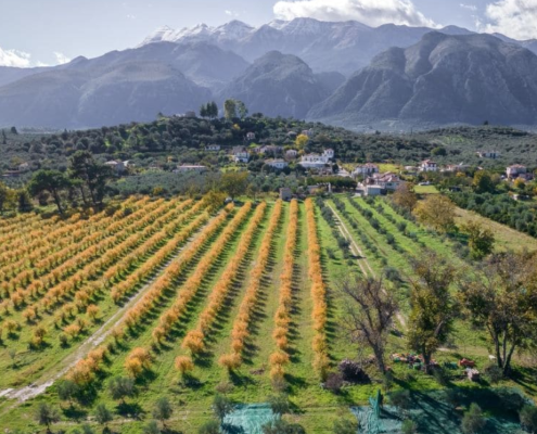 Una piantagione di mandorle coltivate secondo i metodi dell'agricoltura rigenerativa in Grecia. FOTO: EARA - European Alliance for Regenerative Agriculture