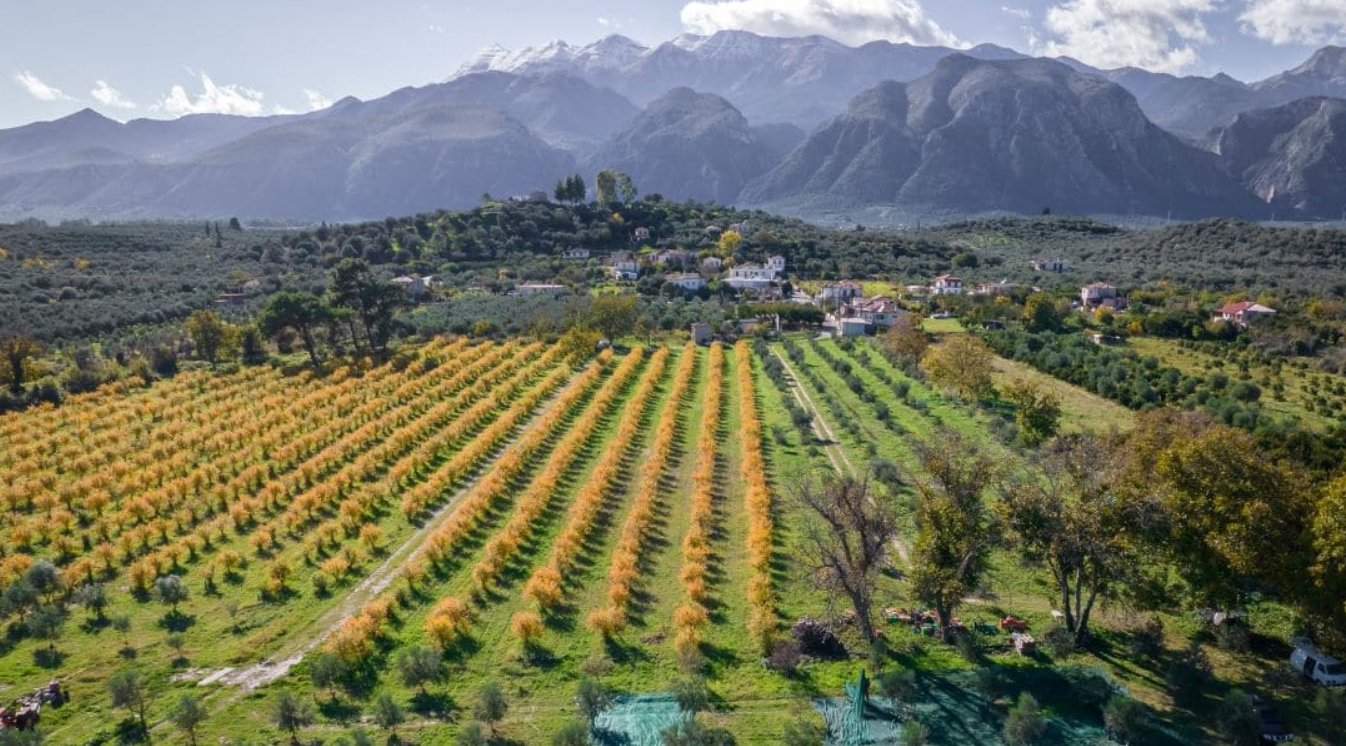 Una piantagione di mandorle coltivate secondo i metodi dell'agricoltura rigenerativa in Grecia. FOTO: EARA - European Alliance for Regenerative Agriculture