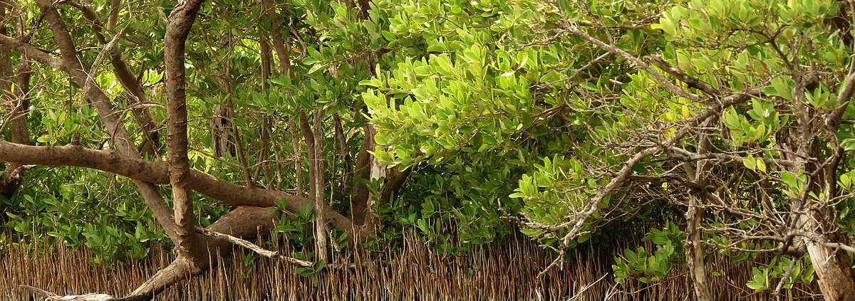 Secondo gli autori oltre il 50% delle foreste di mangrovie subisce variazioni significative per effetto dei fenomeni El Niño e La Niña. Foto: Katia Schulz Attribution 2.0 Generic CC BY 2.0 Deed