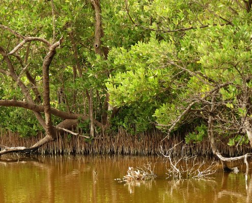 Secondo gli autori oltre il 50% delle foreste di mangrovie subisce variazioni significative per effetto dei fenomeni El Niño e La Niña. Foto: Katia Schulz Attribution 2.0 Generic CC BY 2.0 Deed