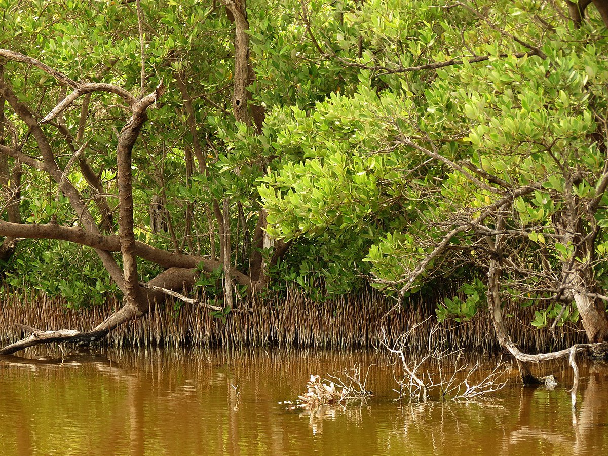 Secondo gli autori oltre il 50% delle foreste di mangrovie subisce variazioni significative per effetto dei fenomeni El Niño e La Niña. Foto: Katia Schulz Attribution 2.0 Generic CC BY 2.0 Deed