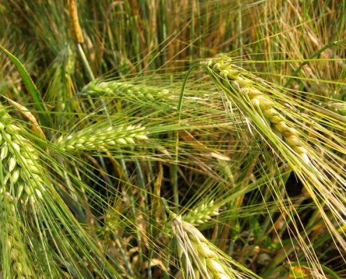 In 50 years, wheat, corn and barley yields (photo) are 10, 4 and 13 percent lower than they would be under normal circumstances. Photo Dag Endresen Attribution 2.0 Generic CC BY 2.0 Deed
