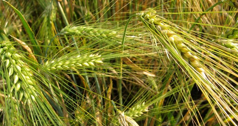 In 50 years, wheat, corn and barley yields (photo) are 10, 4 and 13 percent lower than they would be under normal circumstances. Photo Dag Endresen Attribution 2.0 Generic CC BY 2.0 Deed