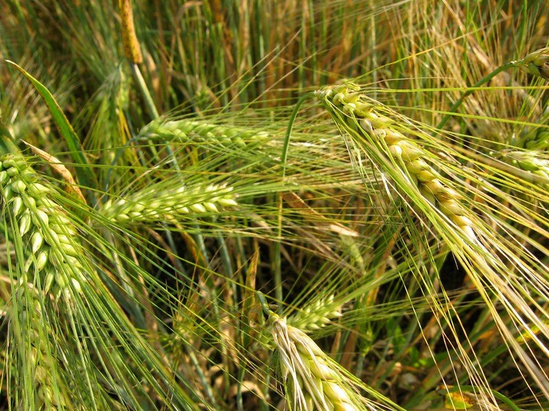 In 50 anni le rese di grano, mais e orzo (foto) sono inferiori del 10, 4 e 13% rispetto a quelle che si sarebbero ottenute in circostanze normali. Foto Dag Endresen Attribuzione 2.0 Generico CC BY 2.0 Deed