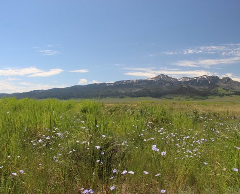 Grasslands are home to a wide variety of plant species and provide numerous ecosystem services, such as carbon sequestration, support for pollinators and grazing for livestock. But they are also some of thh most threatened ecosystems due to human activities, including land use change and intensive agricultural practices. Photo: Cortez Rohr/USFWS Public Domain Mark 1.0 Universal PDM 1.0 Deed