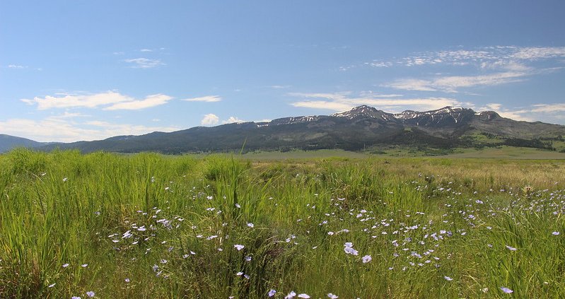 Grasslands are home to a wide variety of plant species and provide numerous ecosystem services, such as carbon sequestration, support for pollinators and grazing for livestock. But they are also some of thh most threatened ecosystems due to human activities, including land use change and intensive agricultural practices. Photo: Cortez Rohr/USFWS Public Domain Mark 1.0 Universal PDM 1.0 Deed