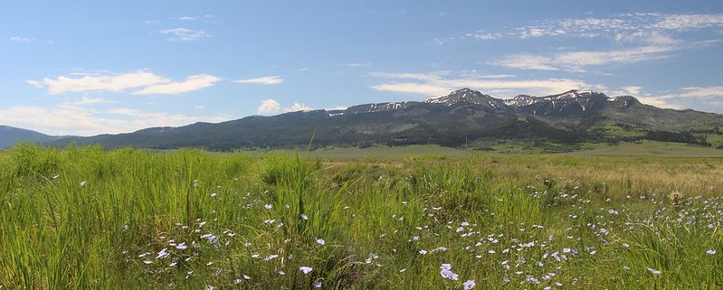 Le praterie ospitano una grande varietà di specie vegetali e offrono numerosi servizi ecosistemici, come il sequestro del carbonio, il sostegno agli impollinatori e il pascolo per il bestiame. Ma sono anche tra gli ecosistemi più minacciati dalle attività umane, compresa l’intensificazione dell’uso del suolo e le attività agricole. Foto: Cortez Rohr/USFWS Public Domain Mark 1.0 Universal PDM 1.0 Deed