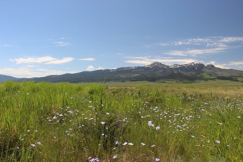 Le praterie ospitano una grande varietà di specie vegetali e offrono numerosi servizi ecosistemici, come il sequestro del carbonio, il sostegno agli impollinatori e il pascolo per il bestiame. Ma sono anche tra gli ecosistemi più minacciati dalle attività umane, compresa l’intensificazione dell’uso del suolo e le attività agricole. Foto: Cortez Rohr/USFWS Public Domain Mark 1.0 Universal PDM 1.0 Deed