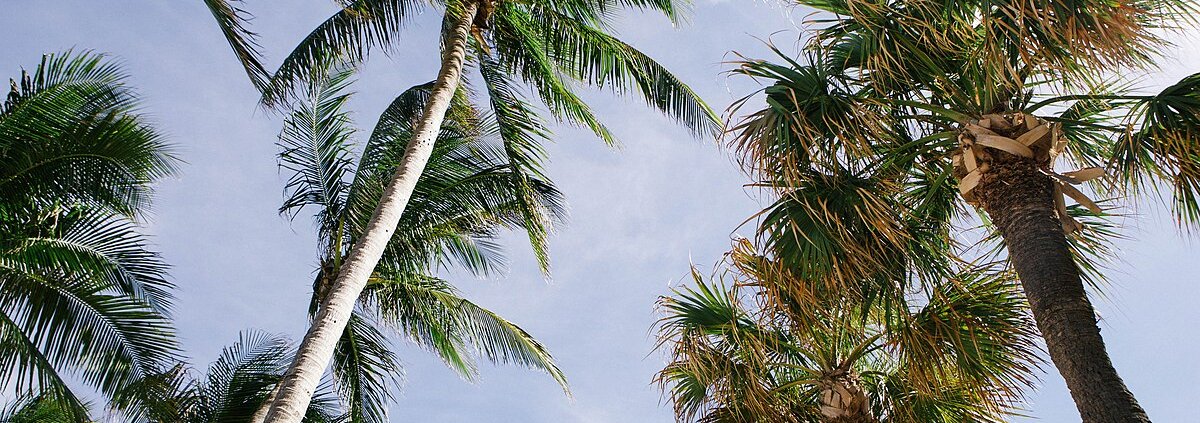 Ai tropici gli alberi precedentemente trascurati determinano una copertura aggiuntiva di quasi 400 milioni di ettari, pari al 17% del totale Foto: Karina Carvalho CC0 1.0 Universal CC0 1.0 Deed