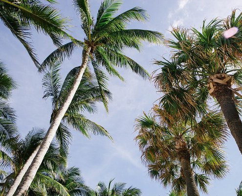 Ai tropici gli alberi precedentemente trascurati determinano una copertura aggiuntiva di quasi 400 milioni di ettari, pari al 17% del totale Foto: Karina Carvalho CC0 1.0 Universal CC0 1.0 Deed