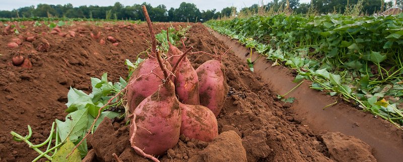 I risultati dello studio aprono nuove prospettive nel contrasto ai batteri più pericolosi per le piante come il Ralstonia solanacearum che colpisce oltre 200 specie vegetali, tra cui colture fondamentali come pomodoro e patata. Foto: Lance Cheung USDA Public Domain Mark 1.0 Universal PDM 1.0 Deed