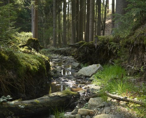 A deciduous forest in Western Europe. According to the EU Environment Agency, from land use, land use change and forestry, the continent saves nearly 200 million tonnes of carbon each year. Photo: sharloch Attribution - Noncommercial - No Derivative Works 2.0 Generic CC BY-NC-ND 2.0 Deed